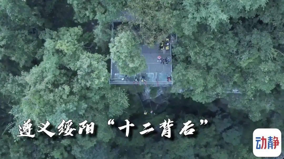 照夜清是哪种昆虫蚂蚁庄园游戏画面